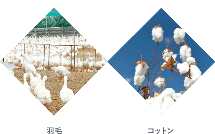 羽毛／コットン